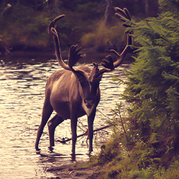 animal